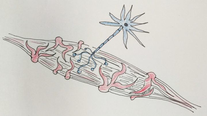 Unità Motorie e preparazione atletica